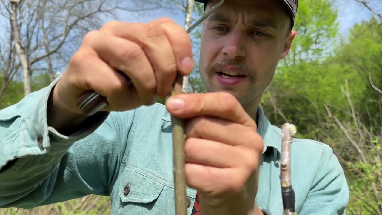 Розслабляюче щеплення дерев з Вільним Фермером [ASMR]