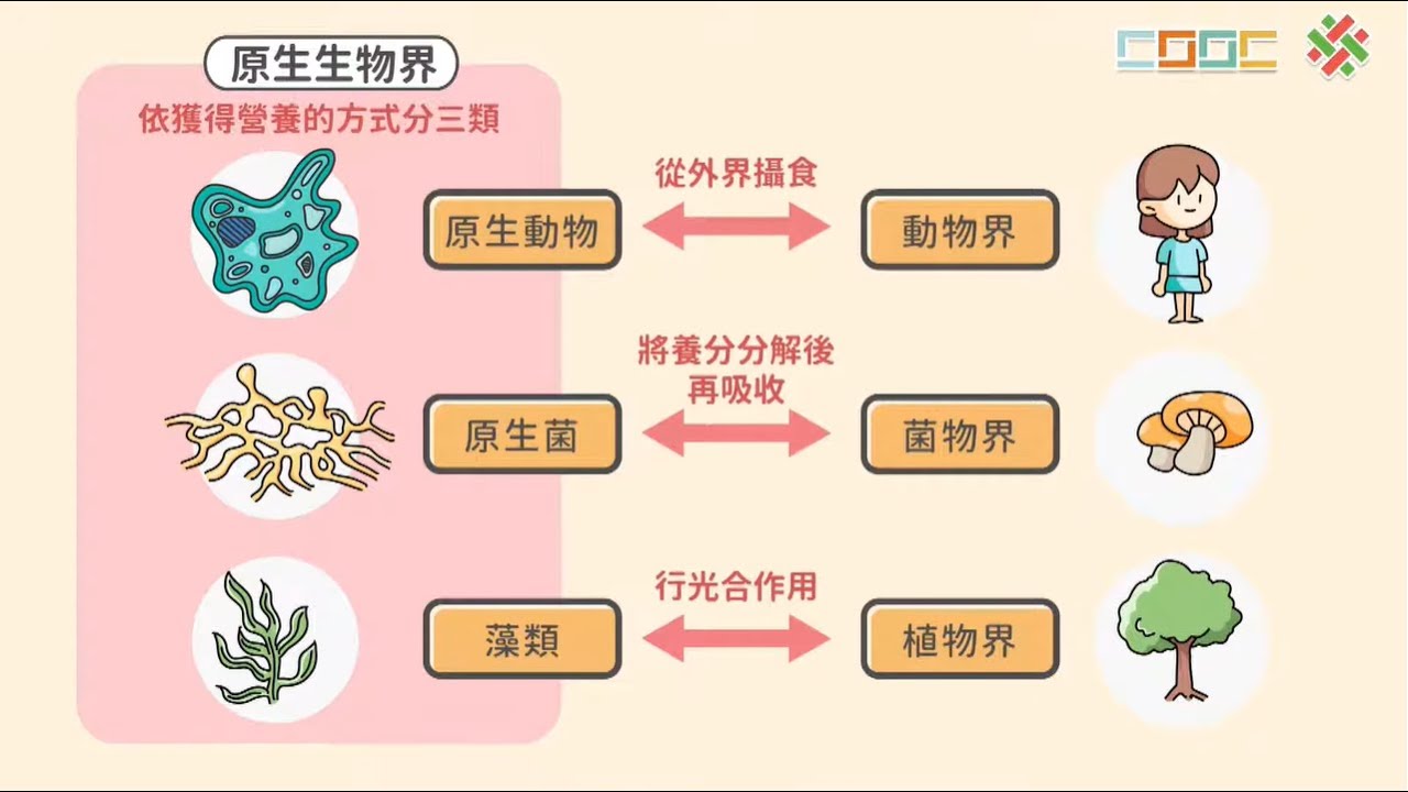 108新課綱｜七下生物｜【觀念】原生生物界