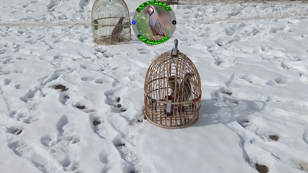 @BirdSound247 @Keklik-sesi-chakor-birds shikari chakoor awaz زرک #keklik #sesi #sesi 
