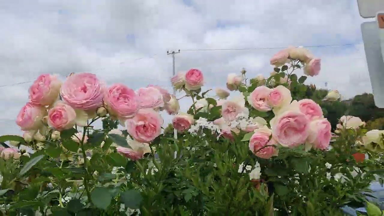 Eden climber in full bloom