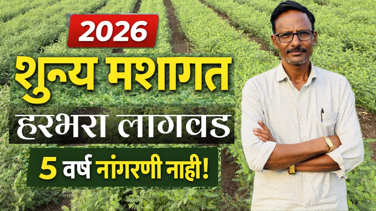 5 वर्षापासून नांगरणी नाही | शून्य मशागत हरभरा लागवड 2026 | SRT Harbhara | सलग १३ वे पीक यशस्वी | TIF