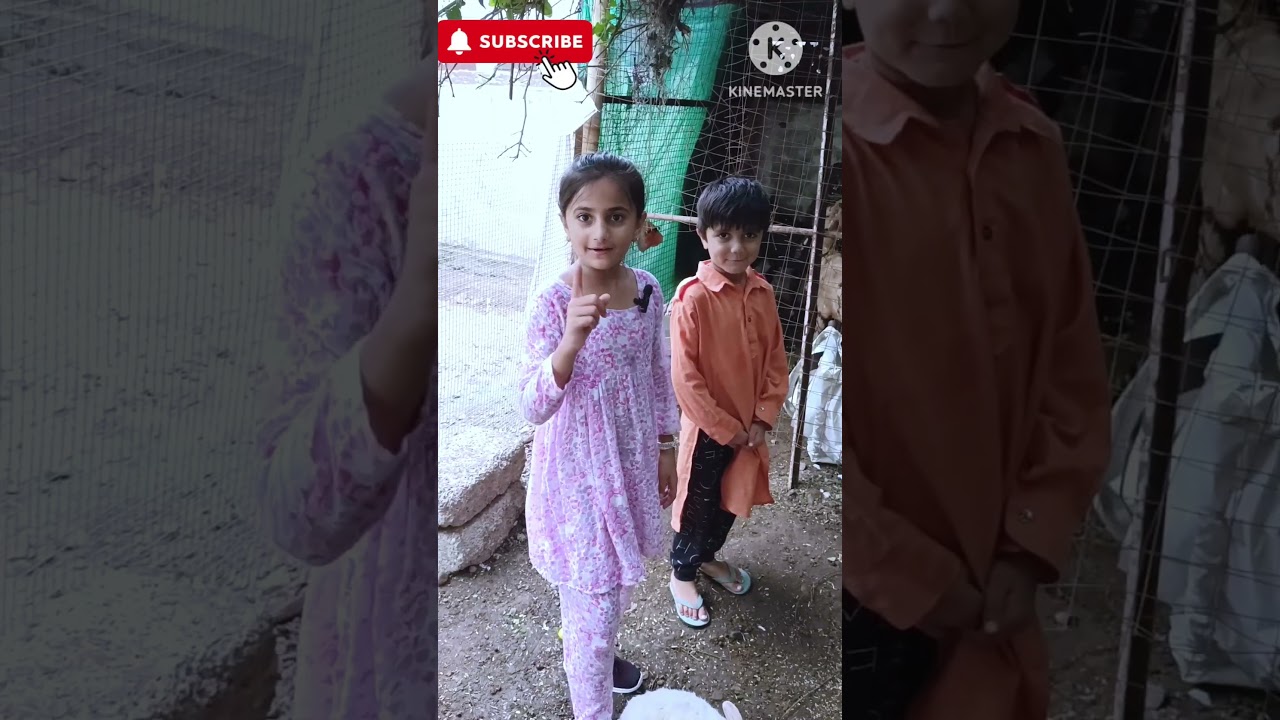 Pigeon catch challenge🕊️🤘 #pigeons #pigeoncatch #shortvideo #trendingshorts #viralvideo #minizoo