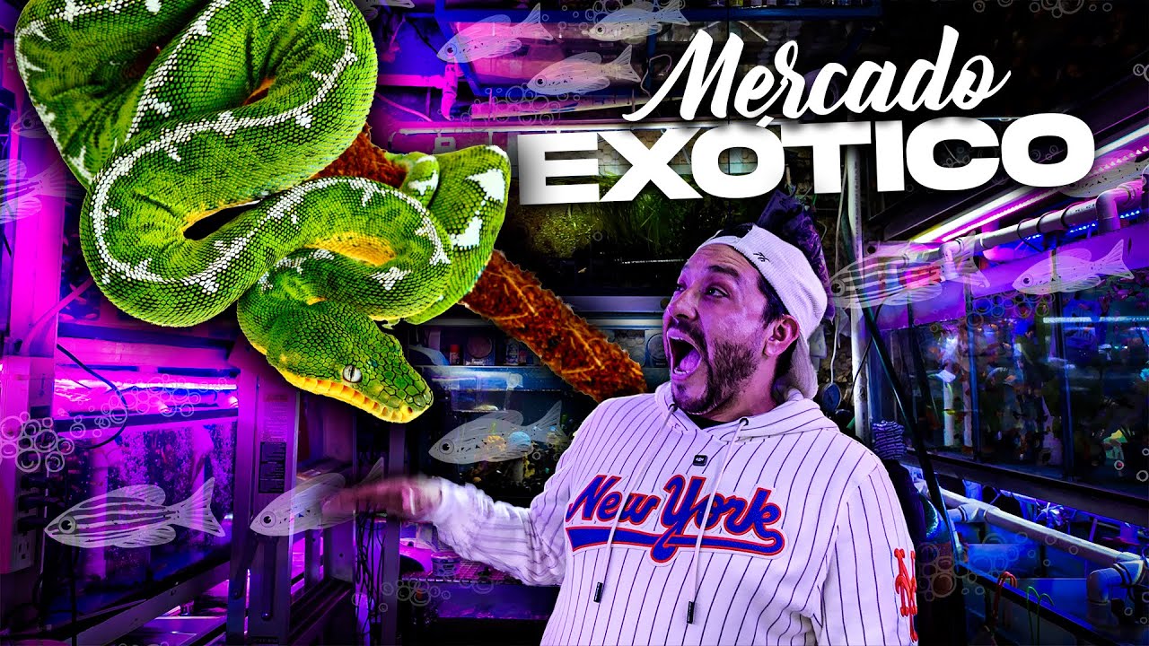 El MERCADO de PECES MÁS EXÓTICO en la CDMX / Venden MANTARAYAS 🦑🐙🪼🐠