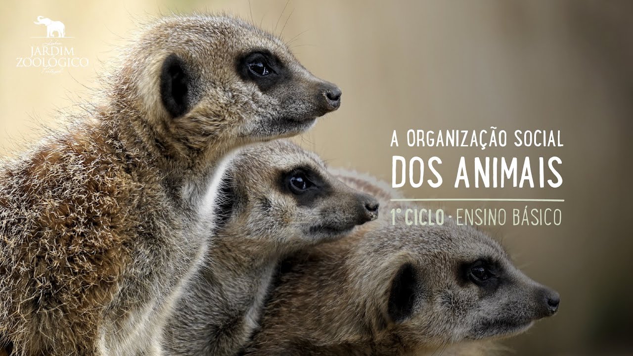 Organização Social dos animais - 1º Ciclo do Ensino Básico | Jardim Zoológico