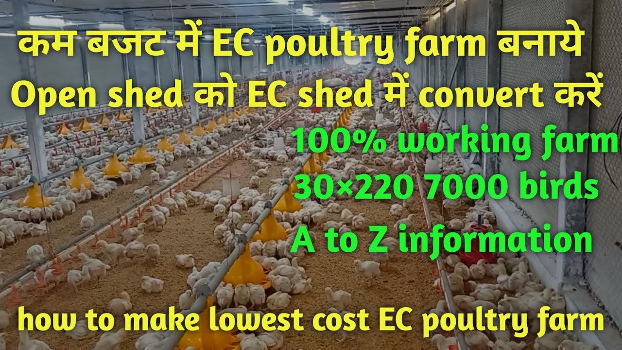 कम बजट में EC poultry farm बनाये /100% working/how to make lowest cost EC poultry house