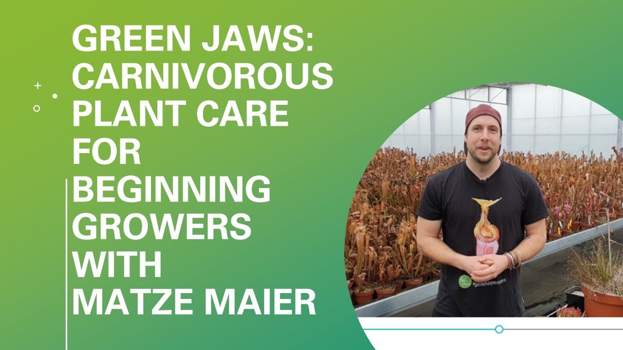 Green Jaws: уход за плотоядными растениями для начинающих цветоводов с Маце Майером