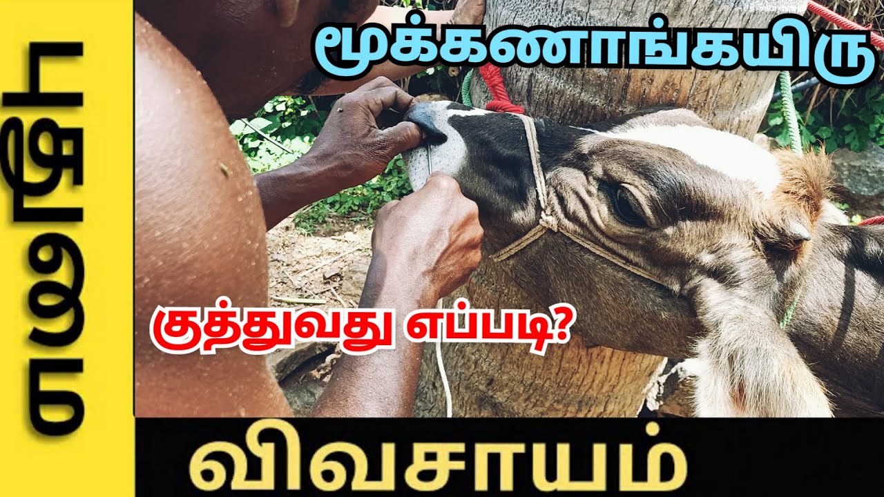 மூக்கணாங்கயிறு போடுவது எப்படி | madu mooku kairu kuthum murai