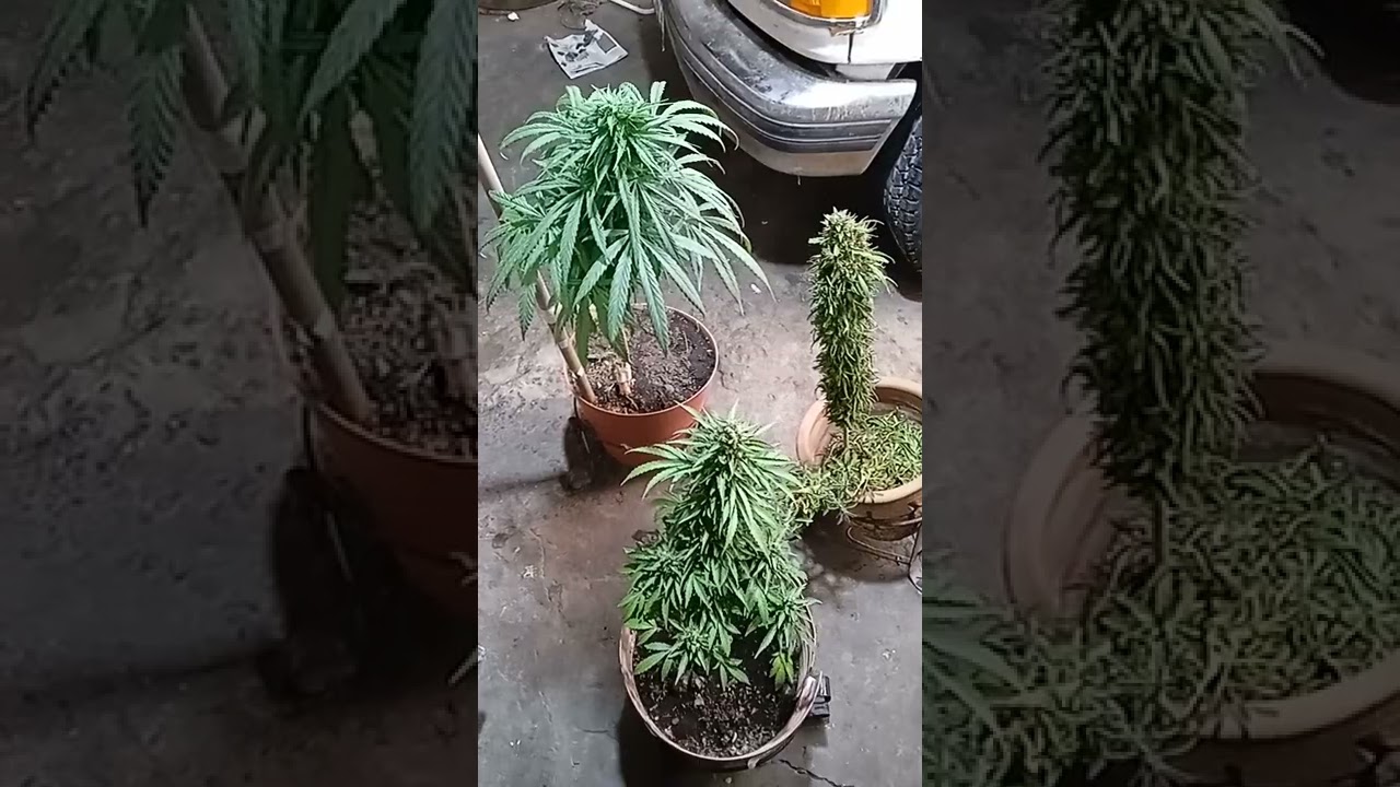 skunk Weed Sativa outdoor autogrow