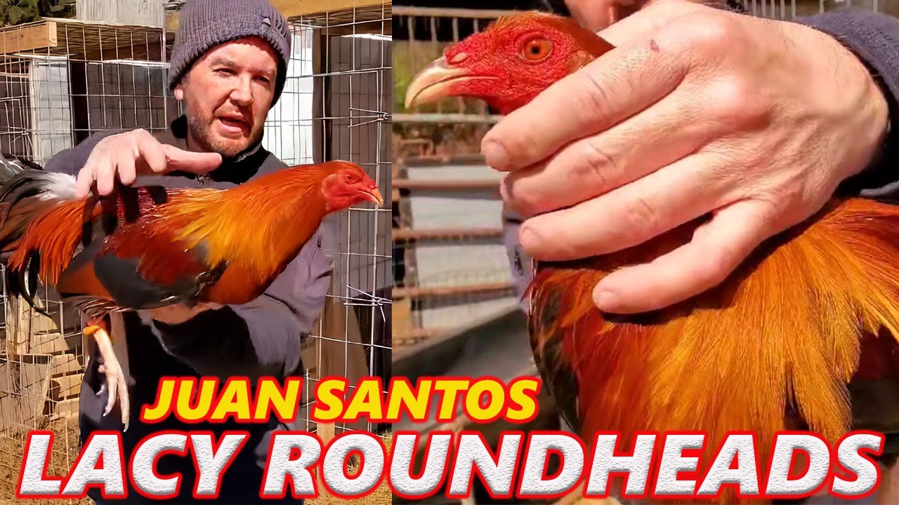 Lacy Roundheads Kelso Sweater Albany Hatch - Juan Santos JGB Mexico Beautiful Birds