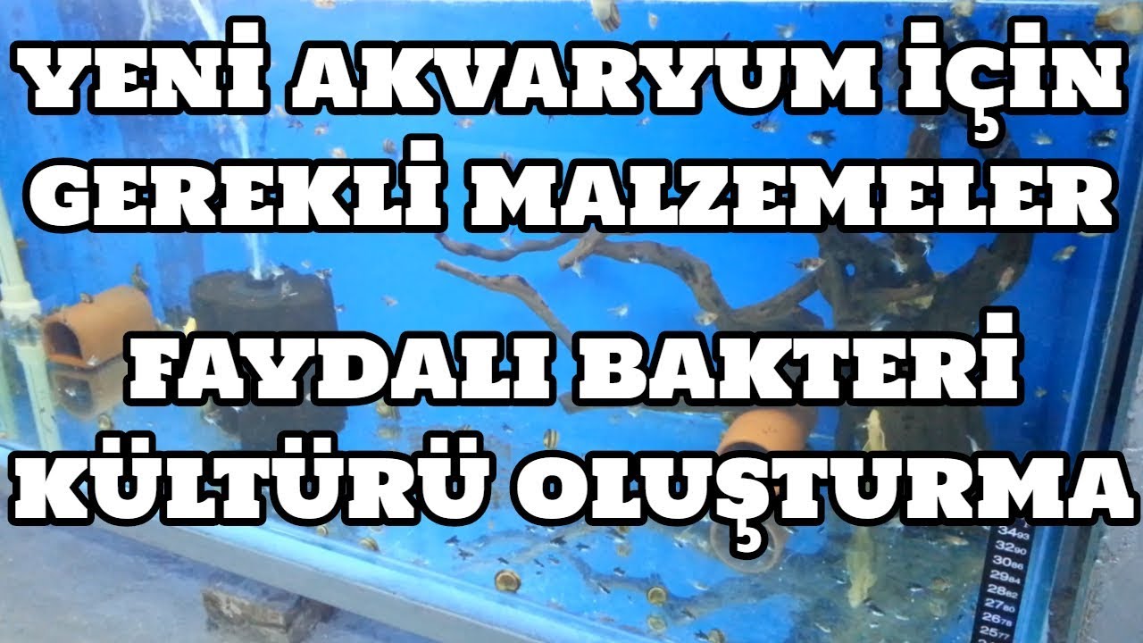 Yeni Akvaryum İçin Gerekli Malzemeler ve Faydalı Bakteri Kültürü Oluşturma
