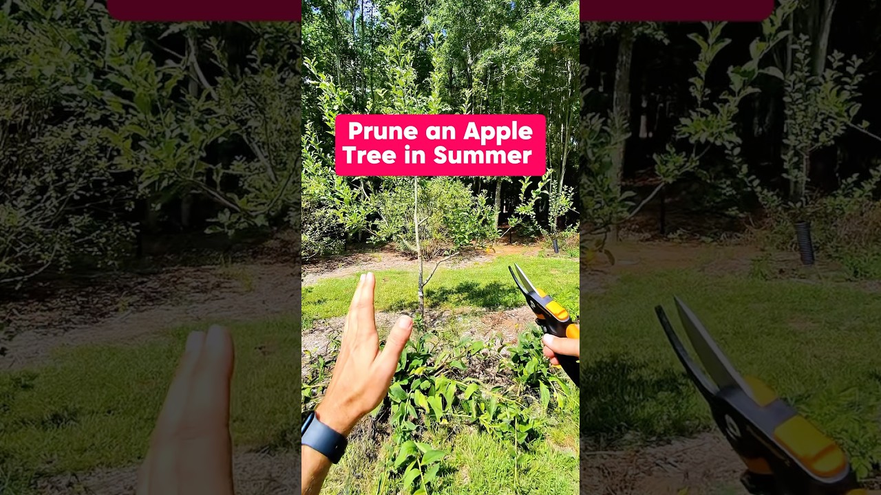 Summer Prune an Apple Tree #shorts #growyourownfood #gardening #orchard #fruit #fruittrees #pruning