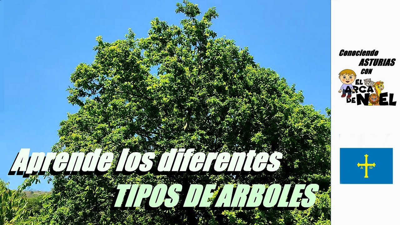 Aprende a distinguir los diferentes tipos de ARBOLES | Conociendo Asturias con El Arca de Noel