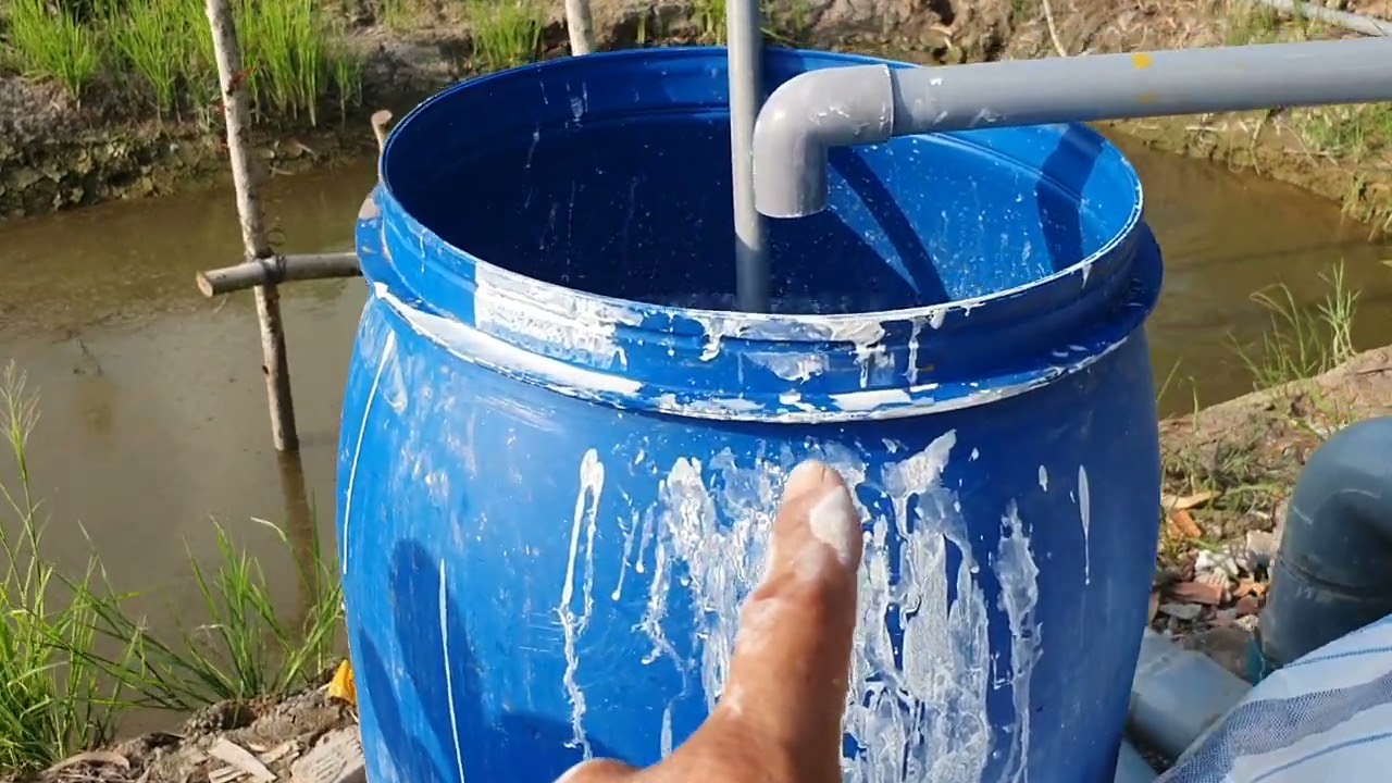 Mít mới trồng bị phèn đỏ lá,rụng lá,chết.Phục hồi trong 3-7 ngày xanh lại.zalo:0949777827.