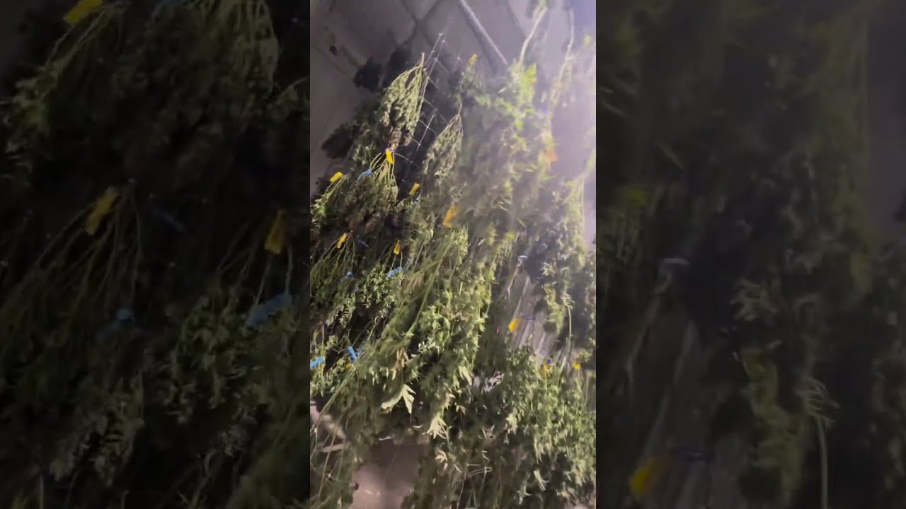 $100,000 Harvest - @skunkhollowfarms7166