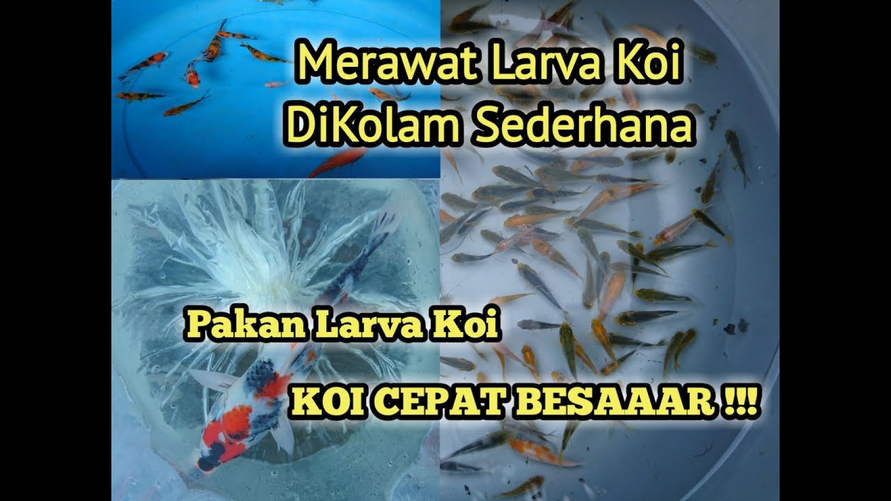 2020 Merawat Larva Koi Dikolam Sederhana
