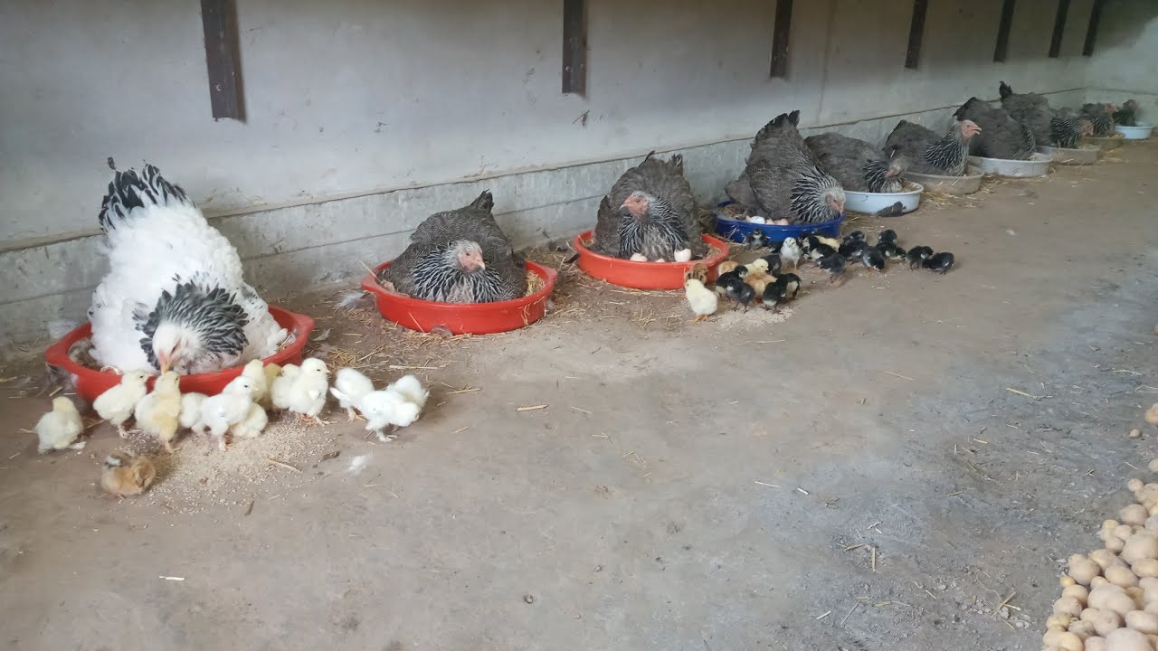 The secret to hatching lots of chicks with mother hens | أسرار تفقيس الكتاكيت مع الدجاجات الأم