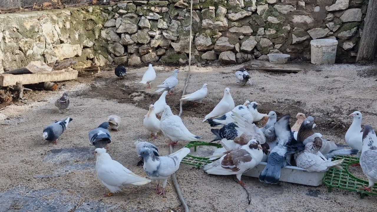 YAVRULAR GÜZEL HAVANIN TADINI ÇIKARDI
