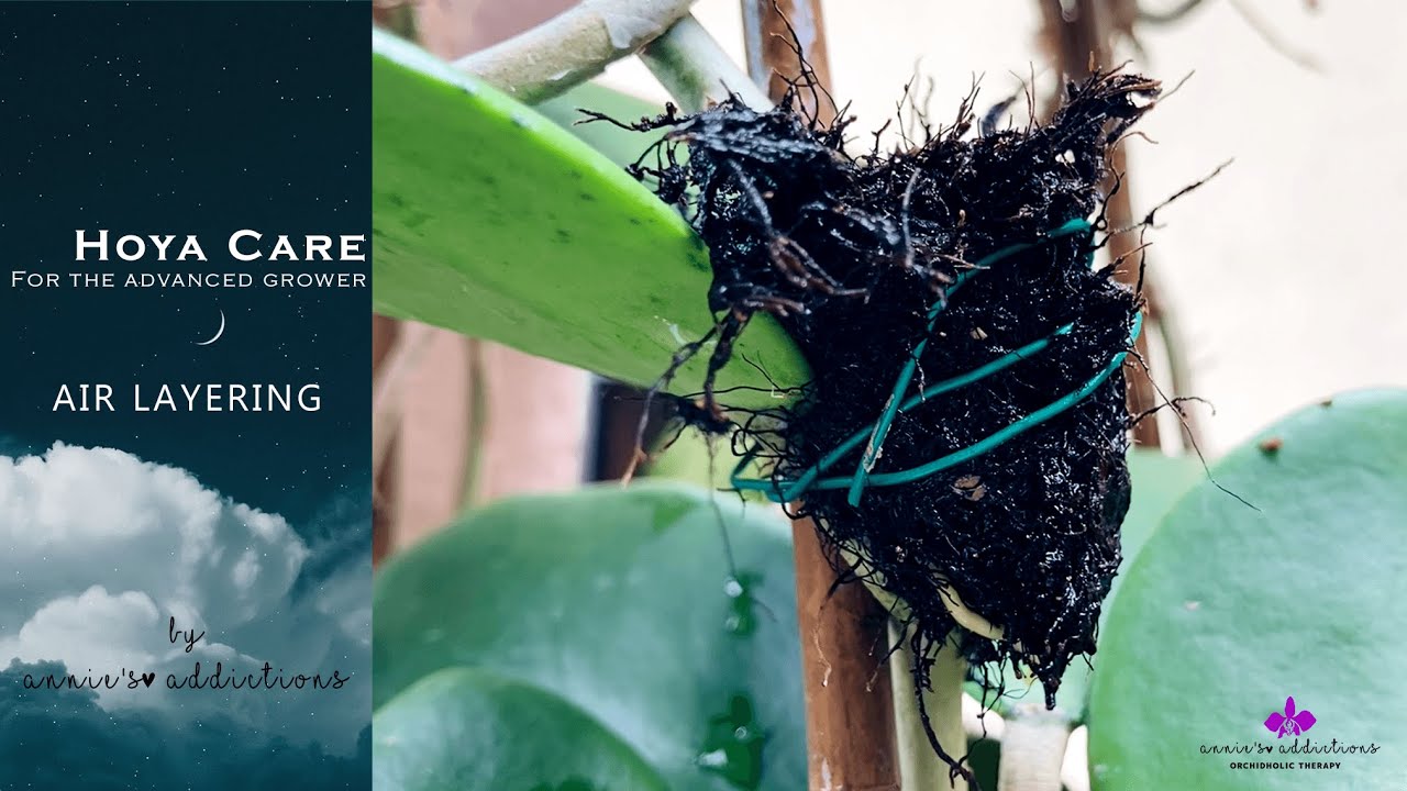 Hoya care for the advanced grower | Air Layering
