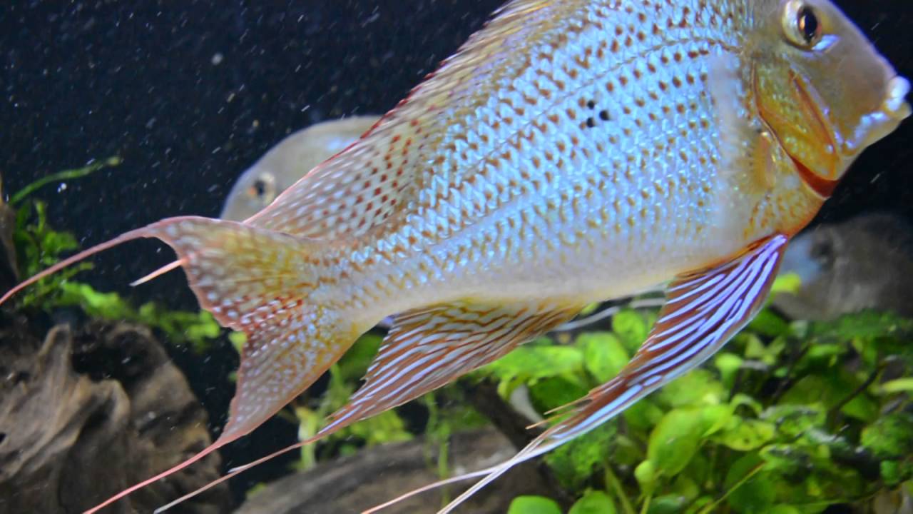 Geophagus Altifrons RíoTocantins