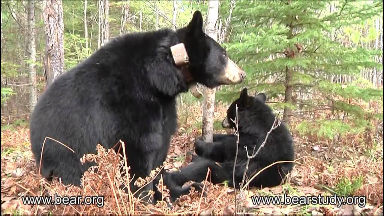 October 19, 2011 - Lily the Black Bear - Grooming and Nursing