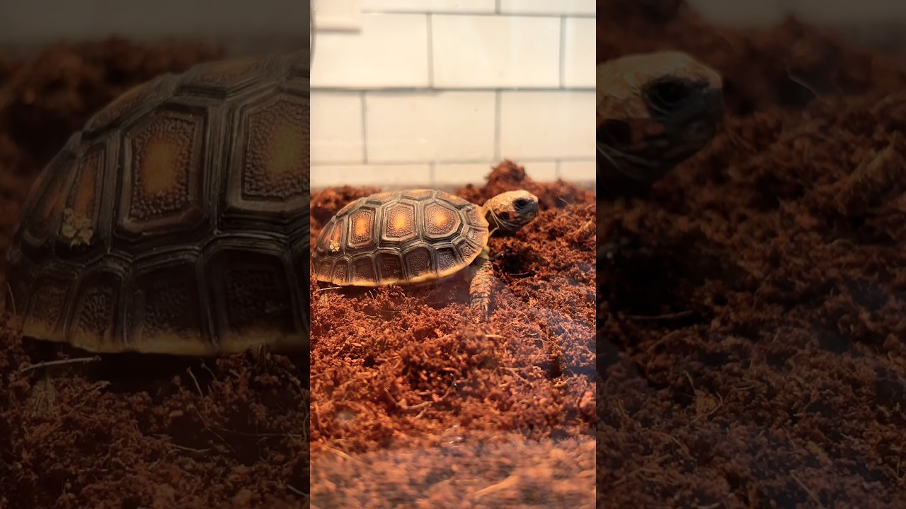 Did you know red foot tortoises can live 50+ years? He&rsquo;s basically our forever baby 🥹#michigan