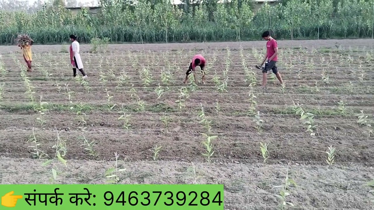 27-28 दिन में सफेदे के मदर प्लांट की इतनी ग्रोथ क्या है राज जानिए क्लोन p23 |eucalyptus farming|