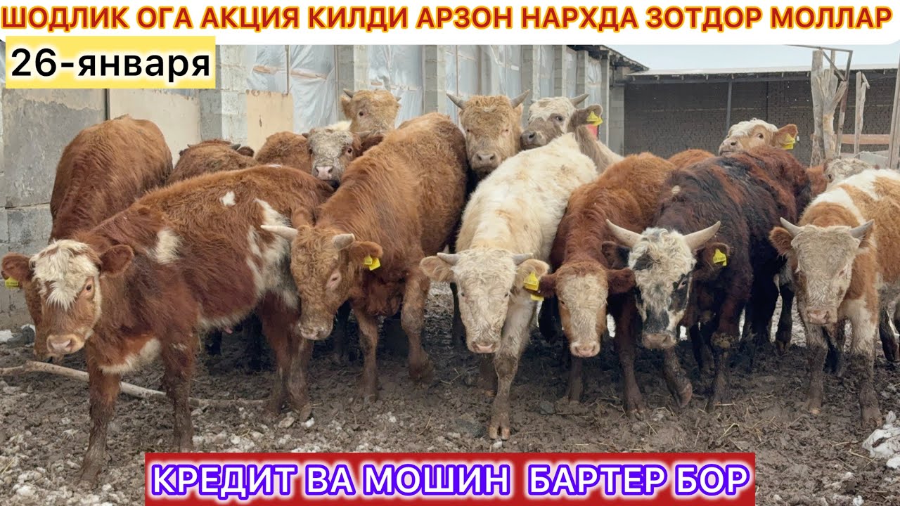 ШОДЛИК ОГА АКЦИЯ КИЛДИ АРЗОН НАРХДА ЗОТДОР МОЛЛАР КРЕДИТ ВА МОШИН  БАРТЕР БОР 26-января 2026.
