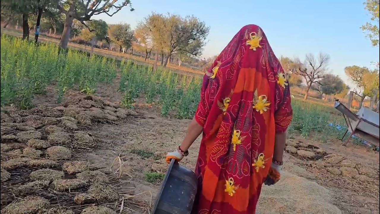 देवरानी जेठानी द्वारा सरसों का निनाण || शेखावाटी Vlog 