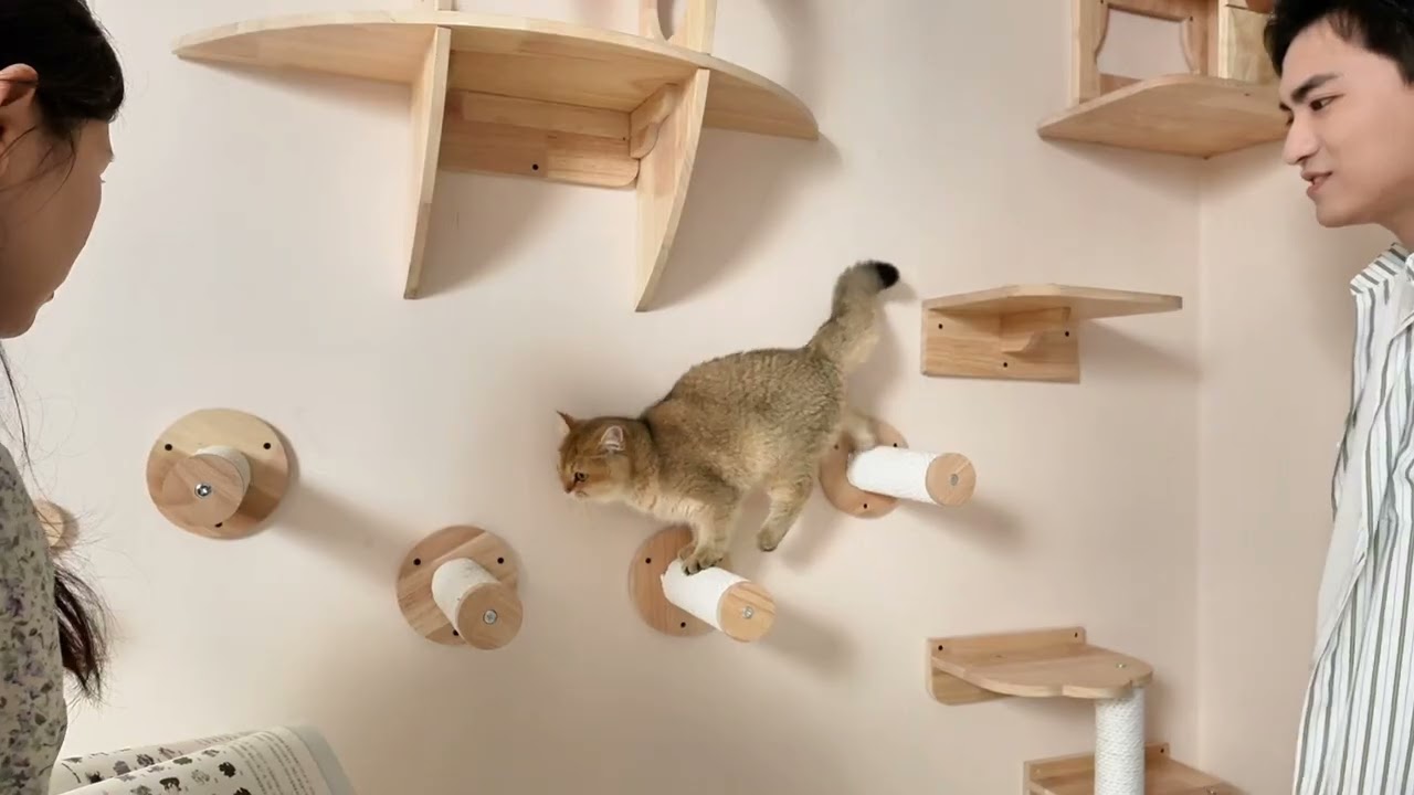 Ultimate DIY Indoor Cat Playground You Can't Miss