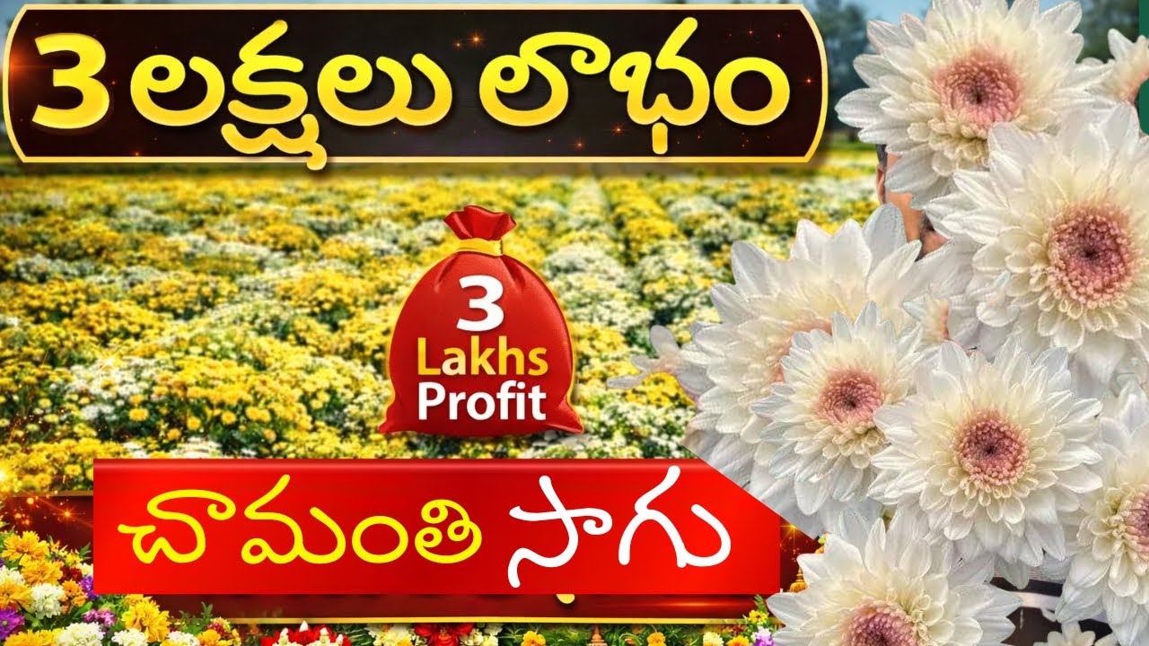 Chamanthi Flower Farming in Telugu | చామంతి పూల సాగు Complete Guide