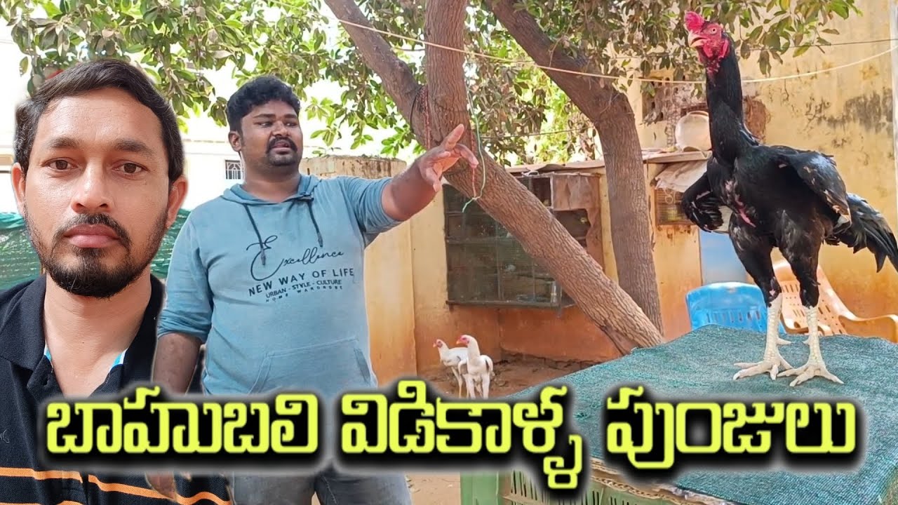 Top quality విడి కాళ్ళ పుంజులు @S K N Vlogs