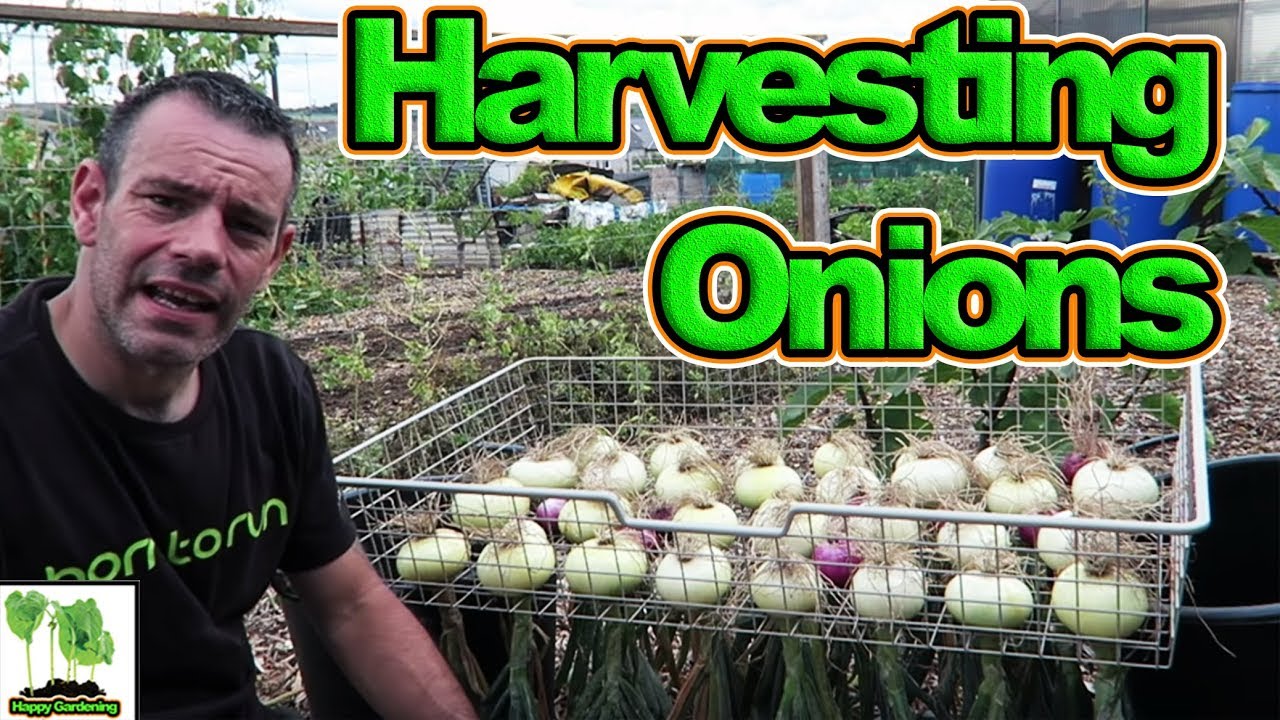 Harvest And Dry Homegrown Onions 👍 - When And How!😎