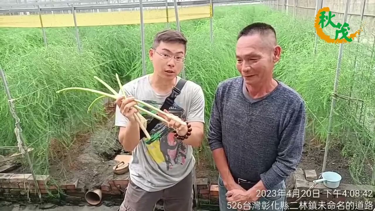 20230420溪湖蘆筍好吃的種植秘密
