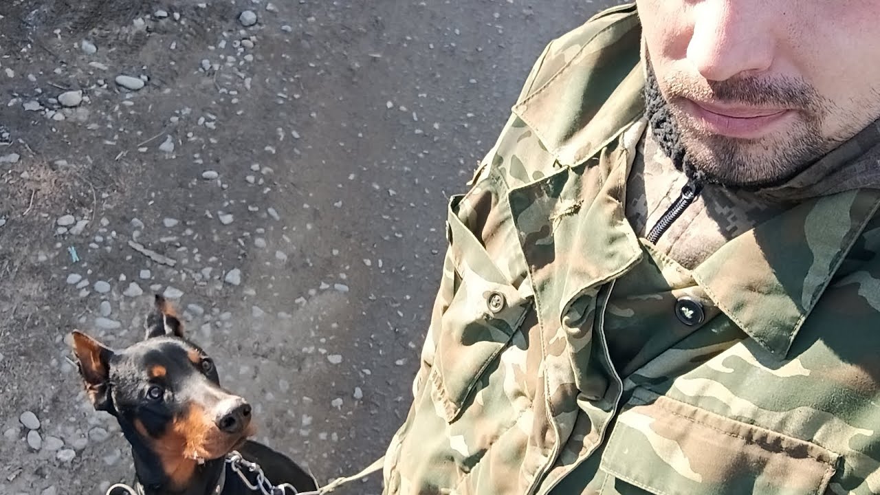 Доберман Тайгер- Дрессировка с помощниками котами