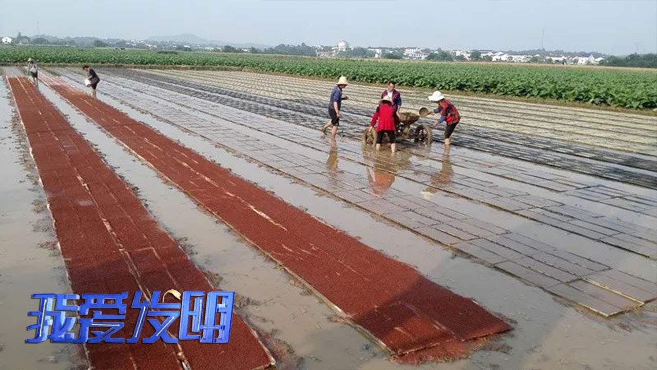 这台机器可以把水稻种子&ldquo;打印&rdquo;？水稻印刷播种机惊艳现世，让水稻生产跑出&ldquo;加速度&rdquo;！|「我爱发明」20230303