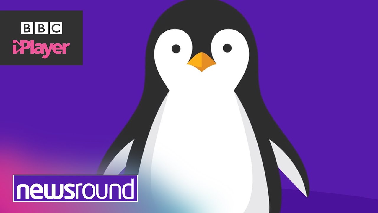 Can penguins fly? | Newsround explains