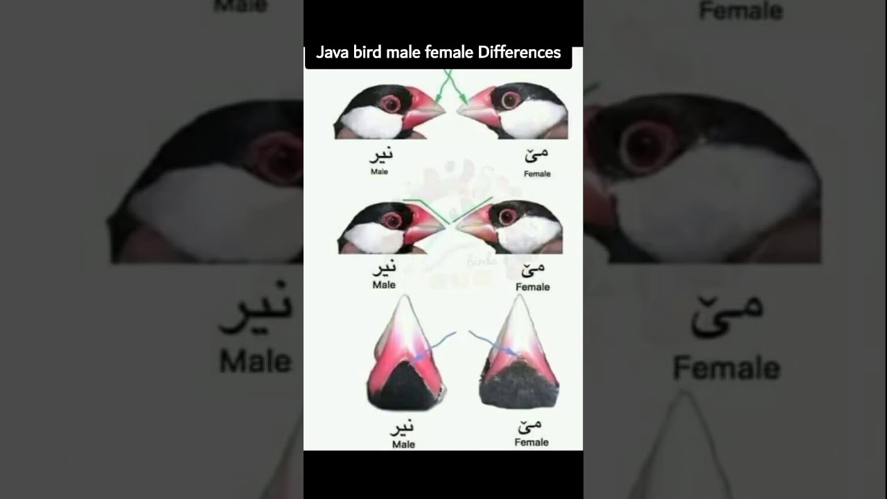 Java finches Male / female Differences