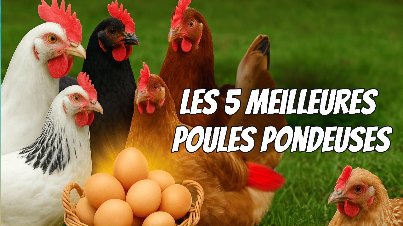 Les 5 meilleures poules pondeuses