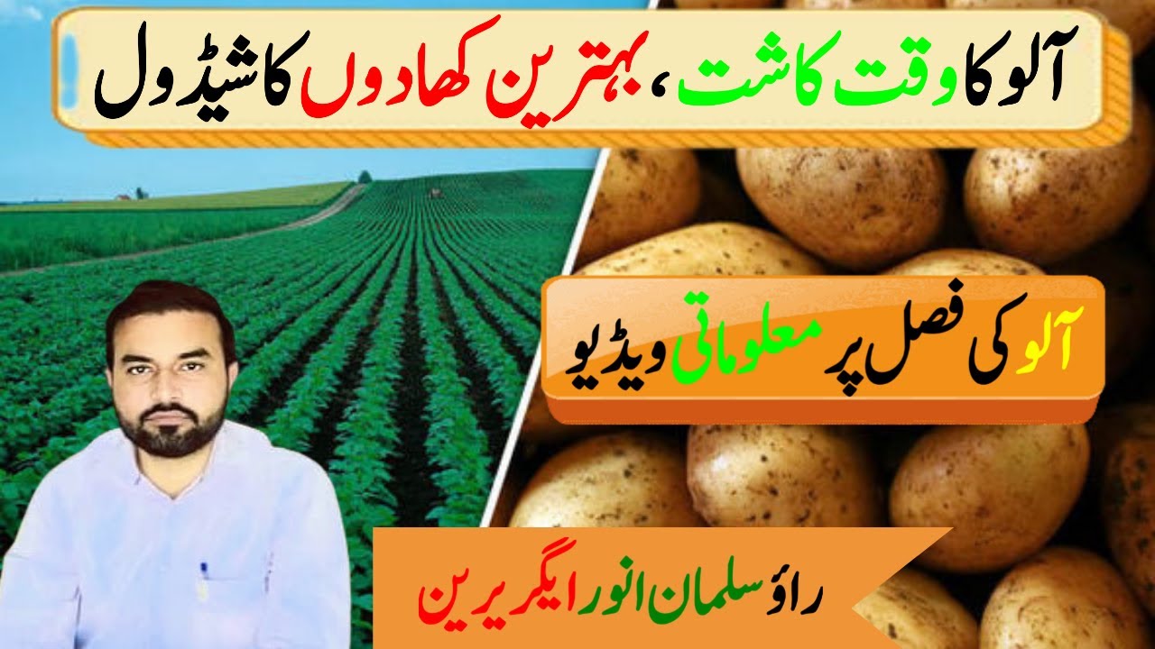 Potato crop Cultivation/potato best time of sowing and fertilizer plan