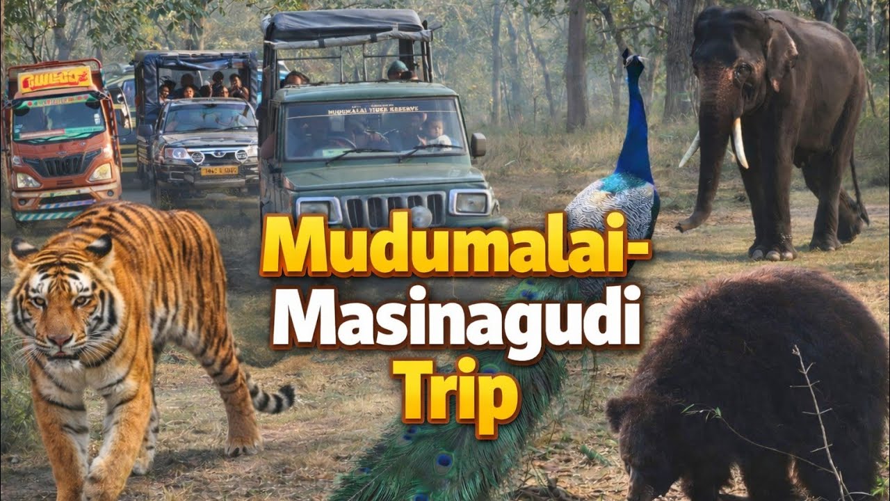 Mudumalai – Masinagudi Trip |Tiger,Elephants,Deer & Jungle Safari 🐘🌳#forest #vlog #safari #animals 