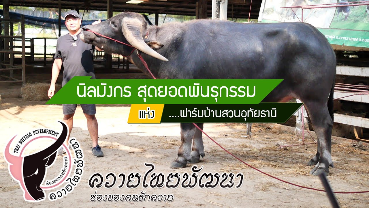 นิลมังกรสุดยอดพันธุกรรมแห่งฟาร์มบ้านสวนอุทัยธานี