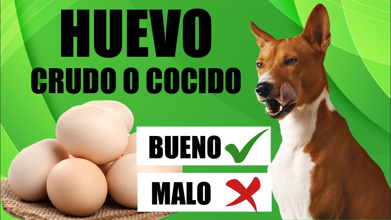 ¿Me conviene dar huevo a mi perro? 🐶🍳❓