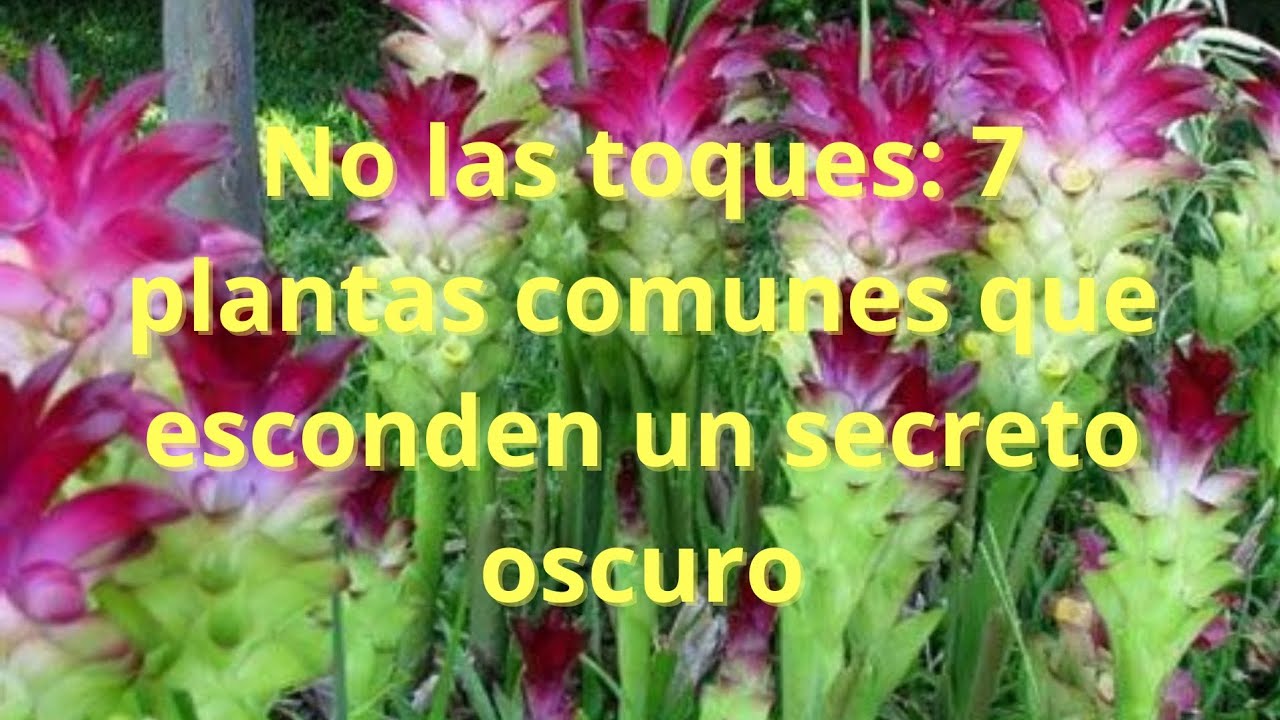  7 plantas comunes que esconden un secreto oscuro