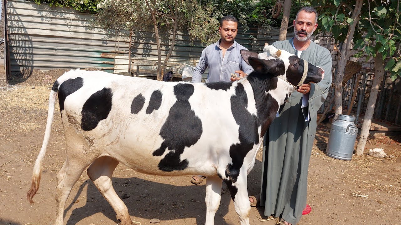 الحاج رضا يعود اليوم بهبوط حاد في أسعار العجلات البقر اللحم بسعر قنبلة 💣