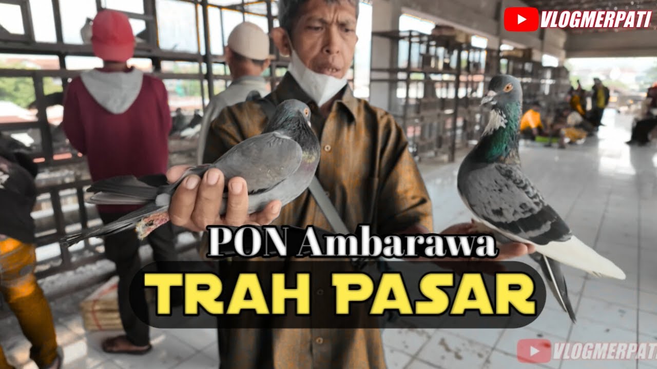 MERPATI PASAR PON AMBARAWA | PART 1