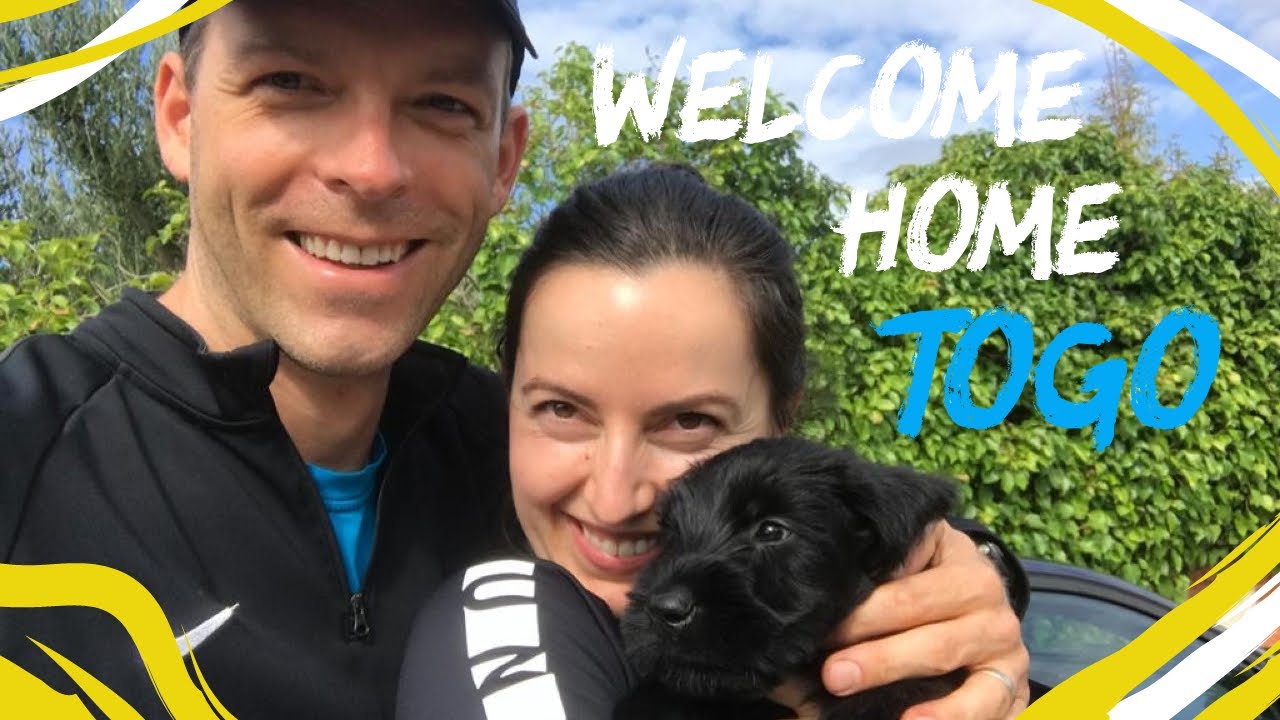 Welcoming Togo, a Giant Schnauzer puppy, to our family!