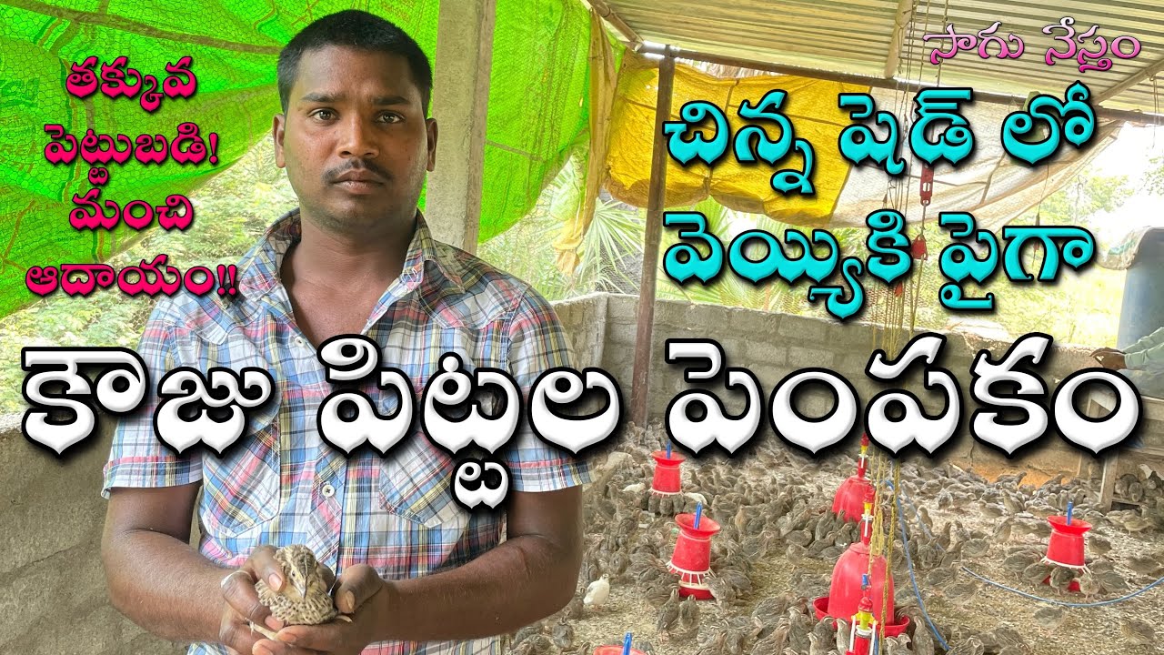 Kouju Pittalu | చిన్న మొత్తంలో కౌజు పిట్టల పెంపకం | కంజు పిట్టలు | కముజు పిట్టలు | Sagu Nestham |