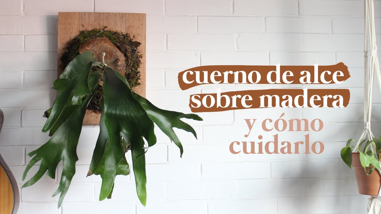 Cuerno de alce sobre madera. Cómo montarlo y cuidarlo
