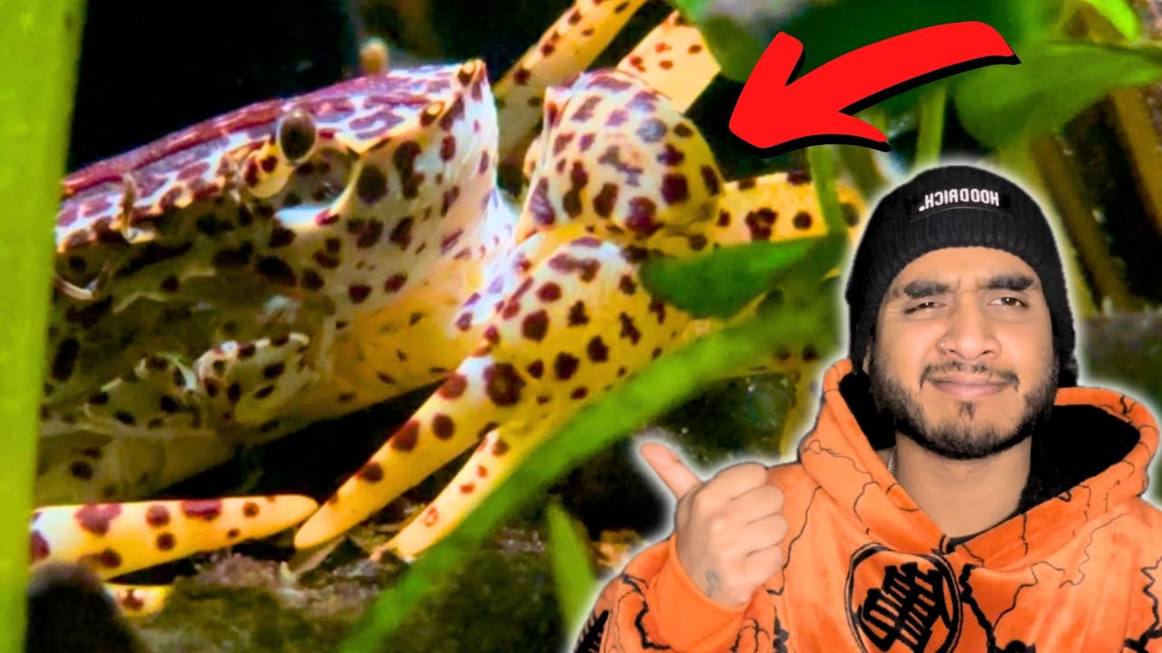 Panther Crab in Community Aquarium 3 Month Update !