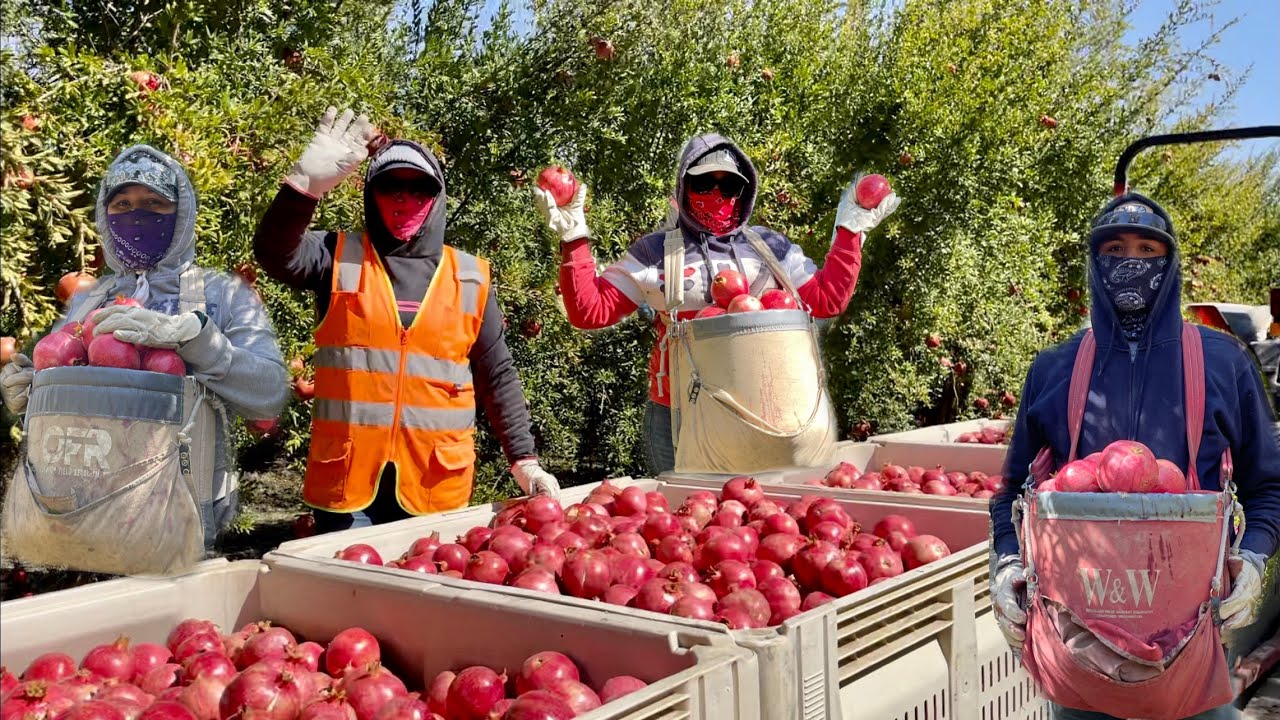 ESTA CUADRILLA NECESITA GENTE PARA TRABAJAR TODO EL AÑO CORTE DE GRANADA EN USA
